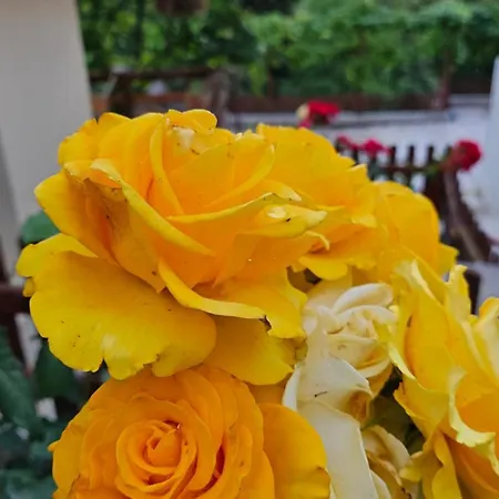 Matei منزل للإقامة